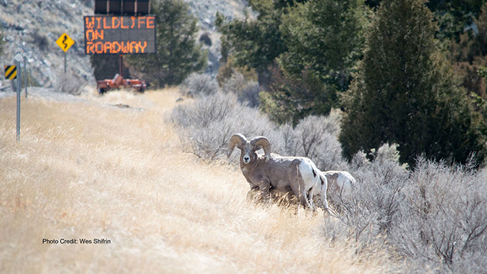 Bighorn sheep walking towards a highway.