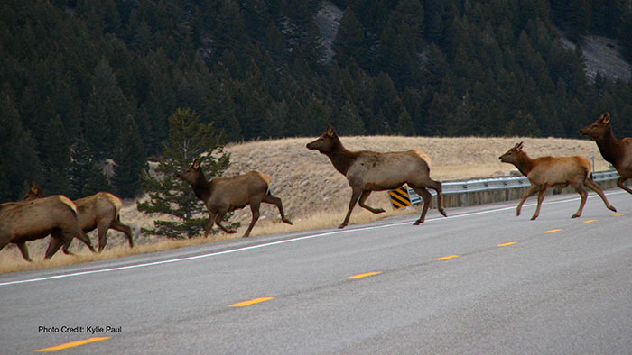 elk crossing the road