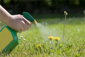 spraying dandilions