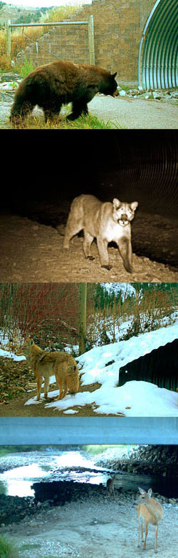 Various wildlife crossing structures